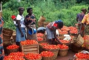 Agricultural Innovation Systems and Family Farming - An FAO E-mail Conference June, 2012